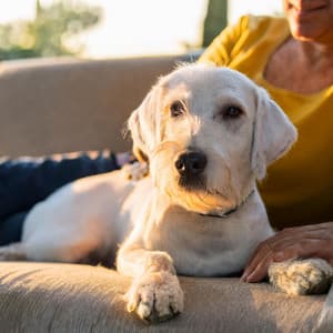 Música De Orquesta Para Mascotas: Melodías Calmantes Para Compañeros - Raymond Floyd