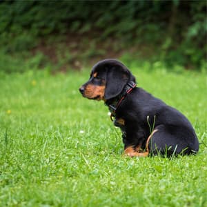 Autumn's Enchanted Sojourn - Solis Reverie