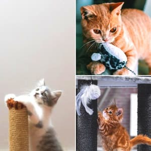 Brilliant Bgm for Cat Training Time - Cat Sleeping Music Project