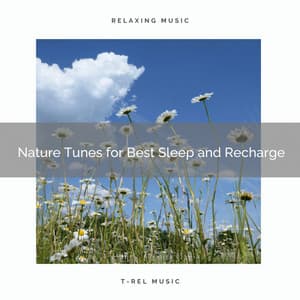 Nature Tunes for Best Sleep and Recharge - Foresty Ambient Noises