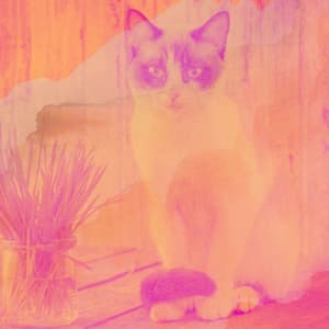 Energetic Quartet Jazz - Bgm for Cats and Dogs Relaxation - Relaxing Cat Music