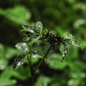 Gilded Silence's Embrace - Lumenis