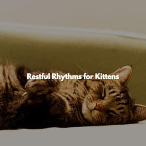 Restful Rhythms for Kittens - Detroit Jazz Group