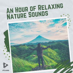 An Hour of Relaxing Nature Sounds - #Calming