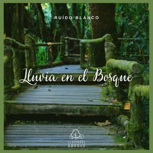 Ruído Blanco: Lluvia en el Bosque - Lluvia Del Bosque