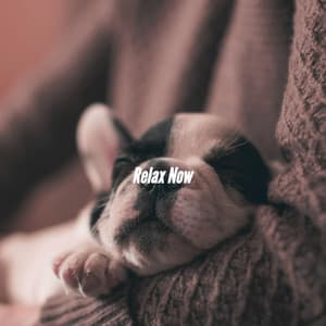 Relax Now - Coffee House Smooth Jazz Playlist