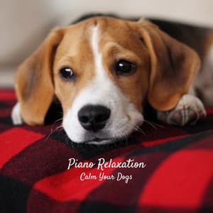 Piano Relaxation: Calm Your Dogs - Peaceful Pianos