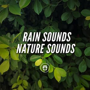 Rain Sounds Nature Sounds - Rain Recorders