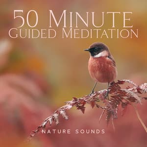 50 Minute Guided Meditation - Nature Sounds, Waterfall, Forest, Refreshing Rain, Birds Noise - Hypnosis Nature Sounds Universe