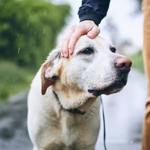 Rainy Dog Zen: Soothing Lofi Melodies for Serene Moments - Jamie Lofi
