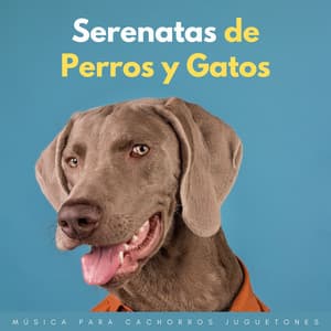 Serenatas De Perros Y Gatos: Música Para Cachorros Juguetones - Música Relajante New Age Culture