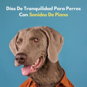 Días De Tranquilidad Para Perros Con Sonidos De Piano - Lista de reproducción de piano jazz de cafetería