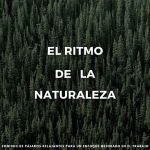 El Ritmo De La Naturaleza: Sonidos De Pájaros Relajantes Para Un Enfoque Mejorado En El Trabajo - Pájaros del Bosque