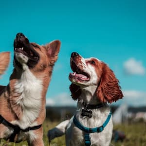 Dog Playtime: Lofi Music for Happy Pup Adventures - Infinity Sounds