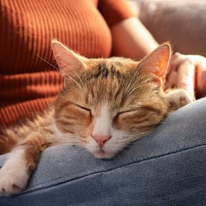 Sonidos Serenos Para Mascotas: Música Para La Relajación - Música fácil de domingo por la mañana