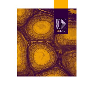 Whispering Light - 8D Lab - Meditation Music