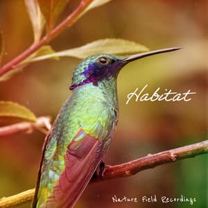 Habitat - Nature Field Recordings