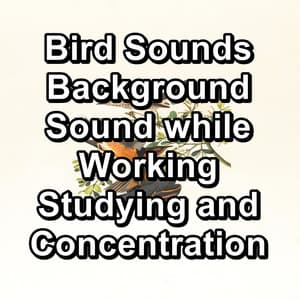 Bird Sounds Background Sound while Working Studying and Concentration - Nature Bird Sounds