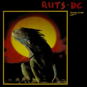 Animal Now - Ruts D.C.