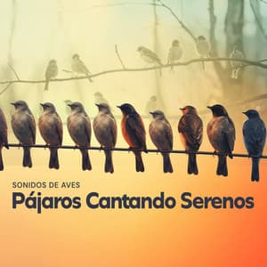 Pájaros Cantando Serenos - Sonidos De Aves