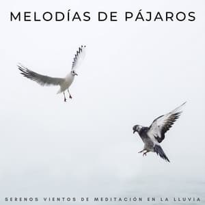 Melodías De Pájaros: Serenos Vientos De Meditación En La Lluvia - Medi Rela