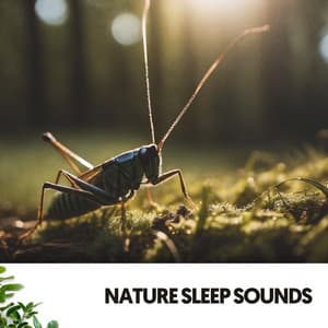 Sonidos de la Naturaleza: Serenatas nocturnas de la Madre Tierra - Relajacion
