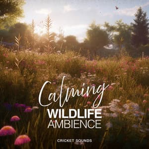 Calming Wildlife Ambience - Cricket Sounds