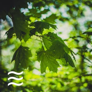 Forest Sleeping Sounds for Calm and Relax - Forest Sounds