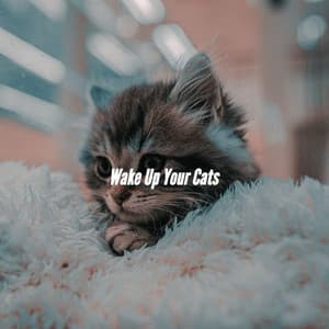 Wake Up Your Cats - Cocktail Lounge Music