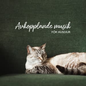 Avkopplande musik för husdjur: Vaggvisa för djur - Hundmusik oas