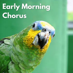 Early Morning Chorus - Bird Song Lullabies