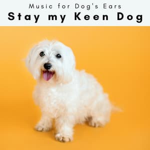 4 Paws: Stay my Keen Dog - Music for Dog's Ears