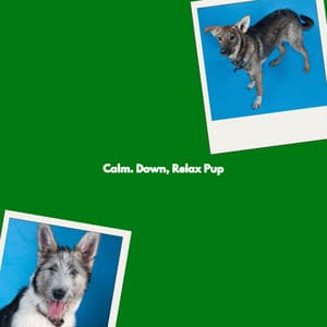 Calm. Down, Relax Pup - Coffee Shop Smooth Jazz