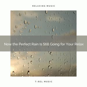 2020 Best: Now the Perfect Rain Is Still Going for Your Relax - Gentle Rain Makers