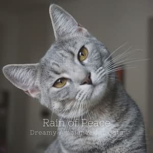 Rain of Peace: Dreamy Ambience for Cats - Jazz Morning Playlist