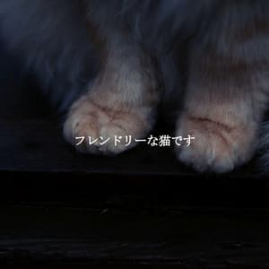 フレンドリーな猫です - Relaxing Weekend Jazz