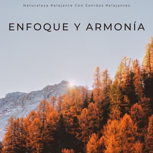 Enfoque Y Armonía: Naturaleza Relajante Con Sonidos Relajantes - Grabaciones de campo de la naturaleza