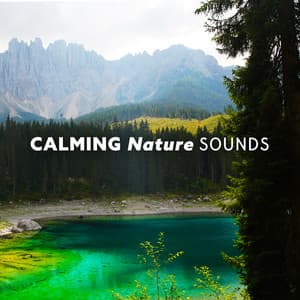 Calming Nature Sounds: Natural 8D Audio - Rain Sounds Nature Collection