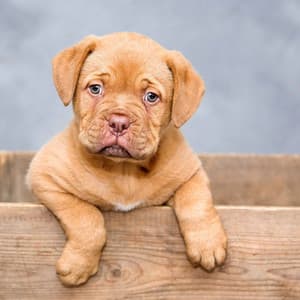 Background Music for Calm Hound - Puppy Music