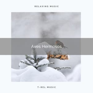 Aves Hermosos - Sonidos De Pajaros