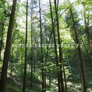 Mellow Forest Pines - Mother Nature Sound FX