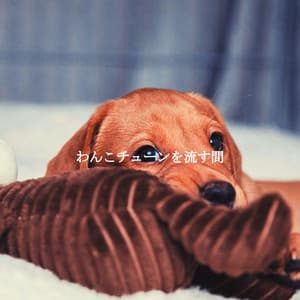 わんこチューンを流す間 - Coffee Shop Music Supreme