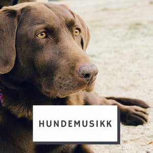 Hundemusikk - Hundemusikk