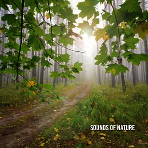 Sounds Of Nature - Rest & Relax Nature Sounds Artists