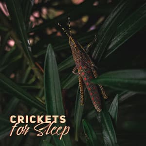 Crickets for Sleep: Deeply Healing Night Atmosphere - Relaxing Evening Music Universe