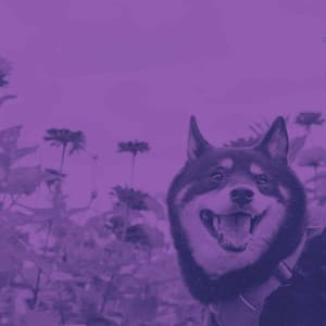 Backdrop for Doggo Relaxing - Jazz Quintet - Dog Anxiety Music