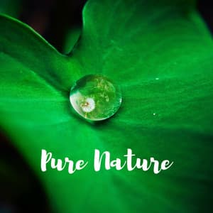 Pure Nature - Yoga Sounds