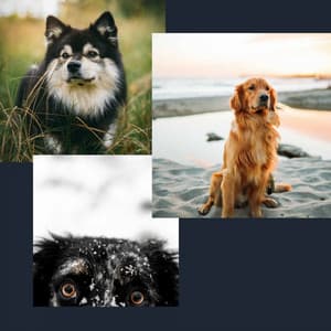 Echoes of Sleeping Soundly - Relaxing Dog Music Playlists