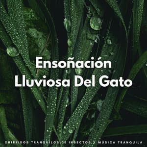 Ensoñación Lluviosa Del Gato: Chirridos Tranquilos De Insectos Y Música Tranquila - Maravilla de lluvia