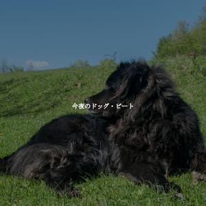 今夜のドッグ・ビート - Morning Brunch Music